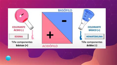 Tinciones simples en el laboratorio de microbiología PPT