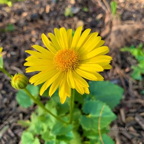 Pingl Par Cleia Lima Sur Flores Fleurs