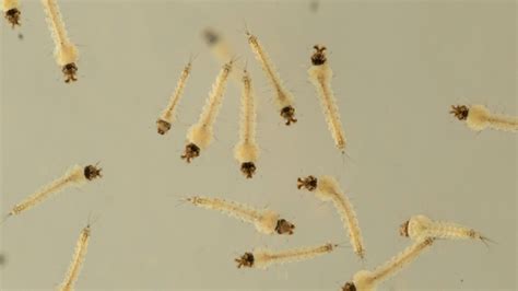 No reduction in density of dengue mosquito larvae – Entomologists ...