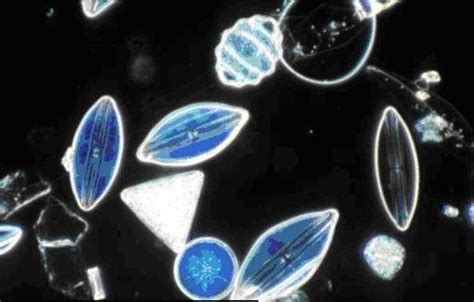 Various Shapes of Diatom | Download Scientific Diagram