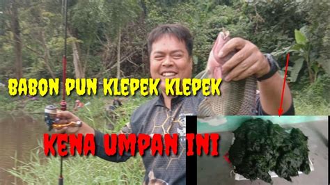 Mancing Nila Pakek Umpan Lumut Joss YouTube