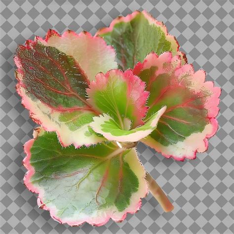 Premium Psd A Plant With Pink And Green Leaves And A Green Leaf