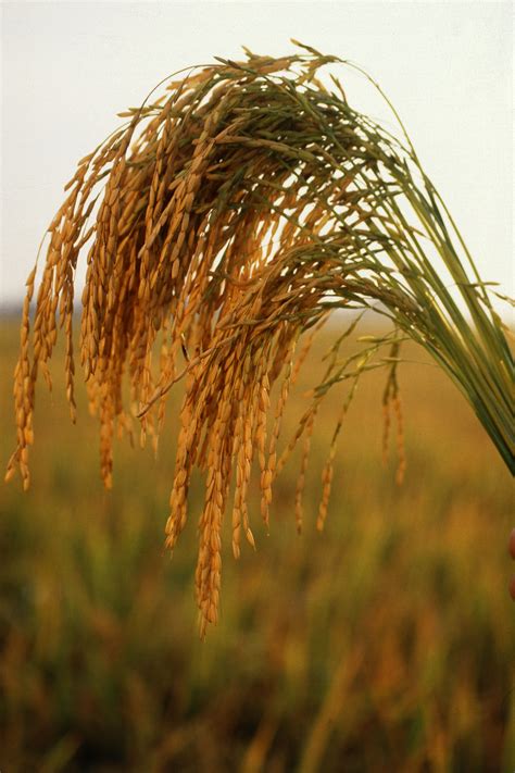 File:US long grain rice.jpg - Wikipedia