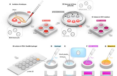 Cell Press Star Protocols