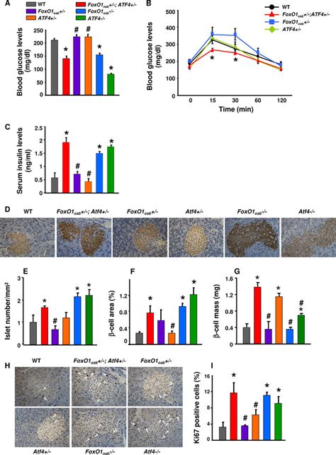 Improved Glucose Metabolism And Increased Insulin Production In Foxo1