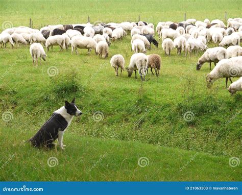 The Shepherd Dog And The Sheep Stock Photo - Image: 21063300