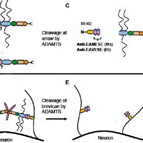 Western Blot Of Brevican EAMESE And Wisteria Floribunda Agglutinin