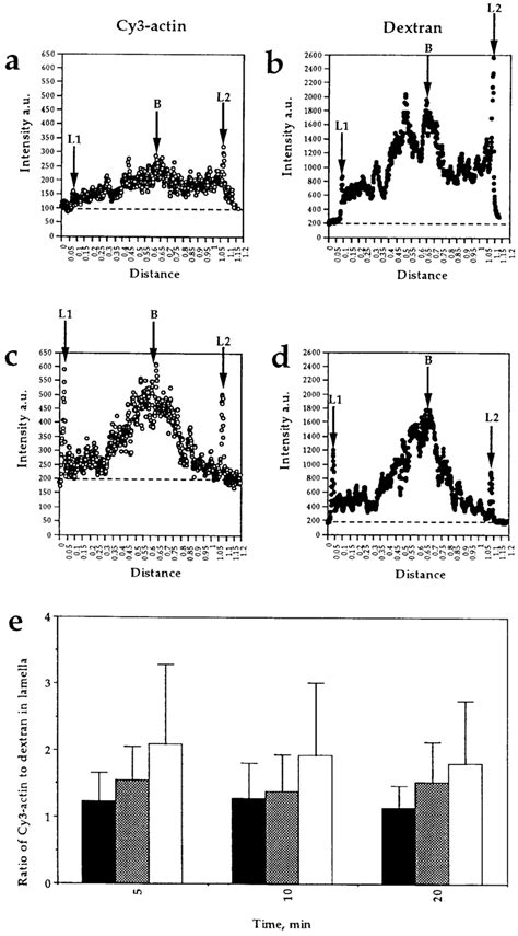 Quantitation Of Cy Actin In Rac Or Pdgf Induced Lamellipodia