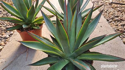 Agave Blue Glow Descubre Esta Suculenta Resistente A Las Heladas