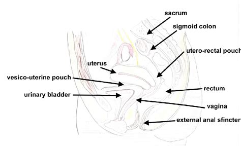 Female Reproductive Organs Sagittal Section