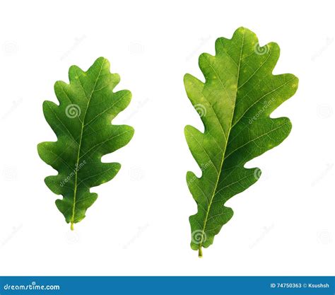 Oak tree leaves stock image. Image of close, bloom, green - 74750363