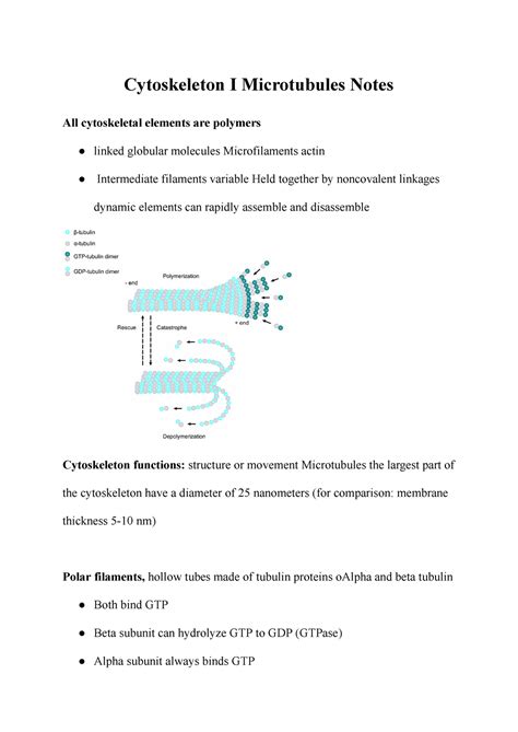 Cytoskeleton I Microtubules Notes - Microtubule Related Proteins: Structural MAPs:Increase ...