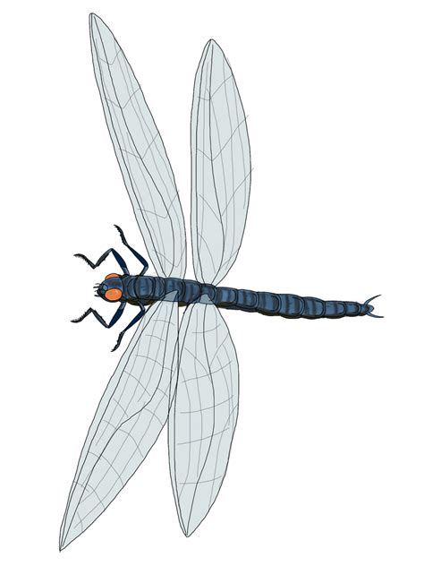 Meganeura The Giant Dragonfly by BIO675 on DeviantArt