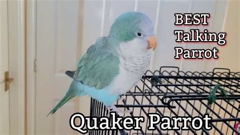 Blue Monk Parakeet Talking Quaker Parrot Speaking Very Clearly Youtube