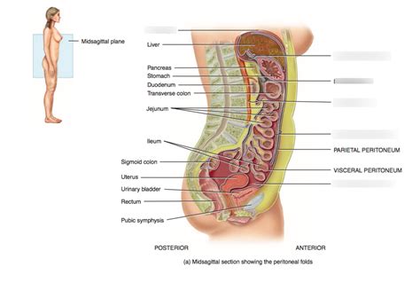 Peritoneum Diagram