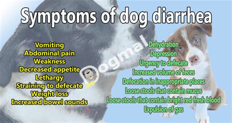 Dog Diarrhea - Causes, Symptoms & Treatments