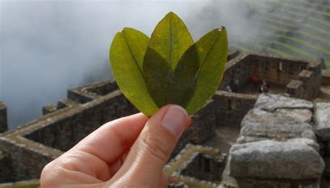 Coca: The Sacred Leaf | TDA Global Cycling