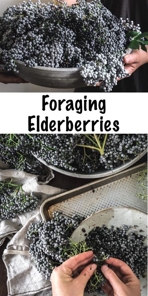 Foraging For Elderberries Elderflowers Identification Look Alikes Uses Artofit