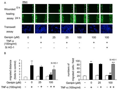 Inhibition Of Tnf Induced Vsmc Migration By Genipin Cells Were