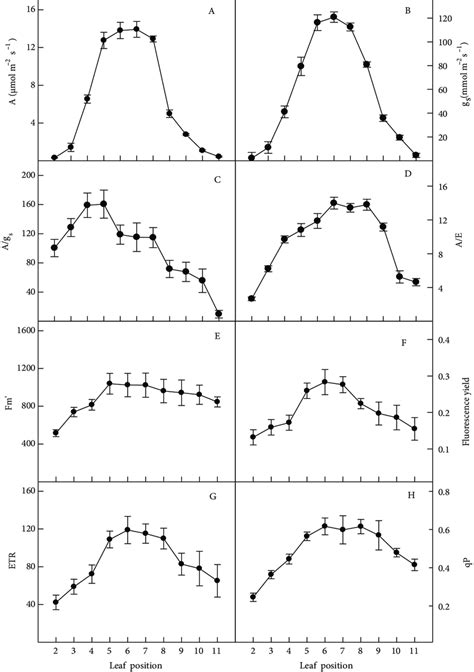 The Effect Of Leaf Position On A Photosynthetic Co Assimilation Rate