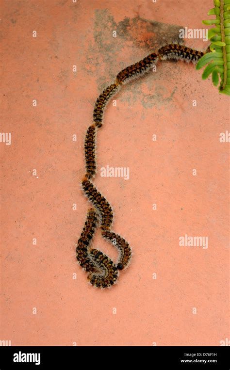 Processionary Caterpillar Trail Thaumetopoea Pityocampo Andalucia