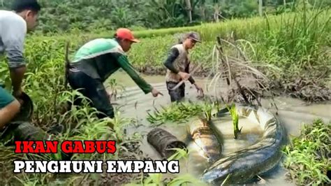 Nguras Empang Sarang Ikan Berburu Ikan Gabus Dan Betok Youtube