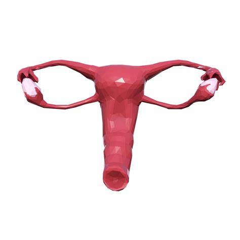 Female Reproductive System 3d Model 79 3ds Blend C4d Fbx Max