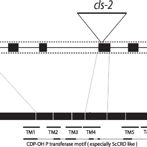 Positions Of T Dna Insertion In Cls Mutants Positions Of The T Dna Download Scientific Diagram