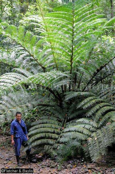 Angiopteris Evecta Shade Plants Ferns Garden Unusual Plants