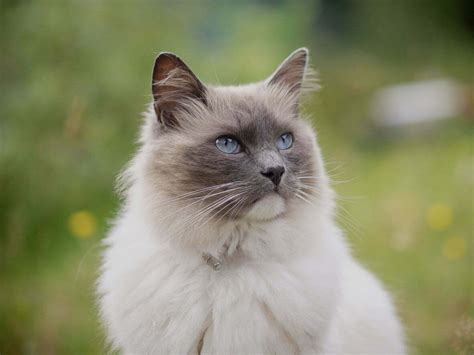 Essential Ragdoll Cat Care, Traits, and Breed Guide