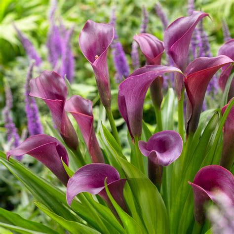 Stunning Purple Calla Lily Bulbs For Sale Online Calla Regal Easy