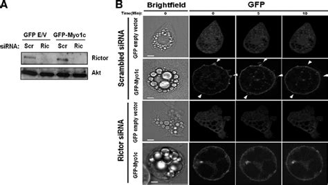 Rictor Depletion Attenuates Myo1c Induced Insulin Independent Membrane