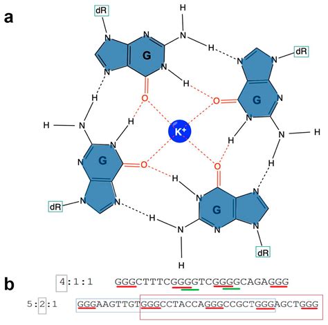 Genes Free Full Text Structural And Functional Classification Of G