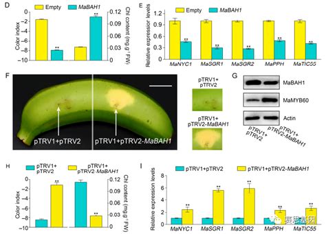 【plant Cell】由mabah1介导的蛋白酶体降解，可抑制香蕉种高温诱导的叶绿素的分解和果实的成熟 知乎