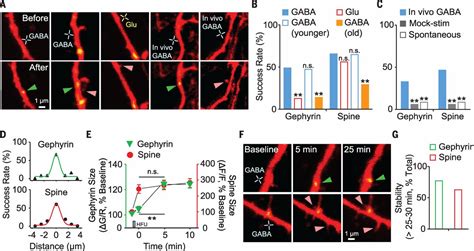 De Novo Synaptogenesis Induced By Gaba In The Developing Mouse Cortex