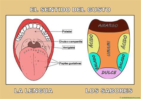 Órganos SENSORIALES del cuerpo humano y sus FUNCIONES Lista Imágenes