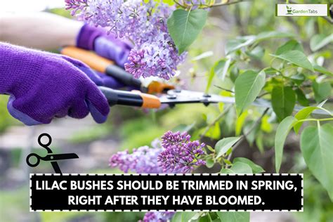 When To Cut Back Lilac Bushes And How To Do That