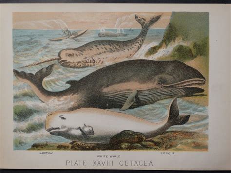 Plate XXVIII Cetacea | Anne Hall Antique Prints