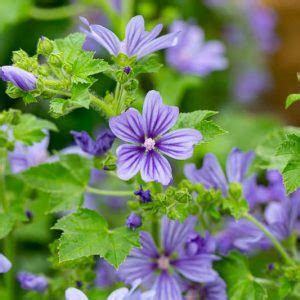 Malva Sylvestris Var Mauritiana Zebrina Zebra Mallow