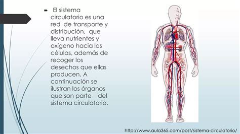 PPT Sistema Circulatorio PPT Descarga Gratuita