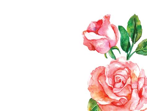 Watercolor Pink Roses at PaintingValley.com | Explore collection of ...