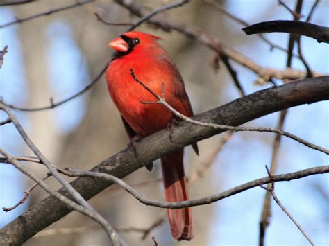 Free stock photo of birds, cardinal, Northern cardinal