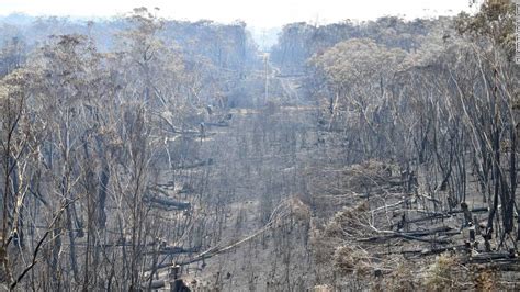 Australia Fires Millions Of Animals Are Dying And The Environment Is