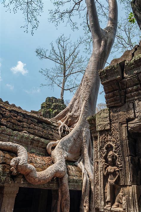 Strangler Fig Tree Photograph by Rob Hemphill