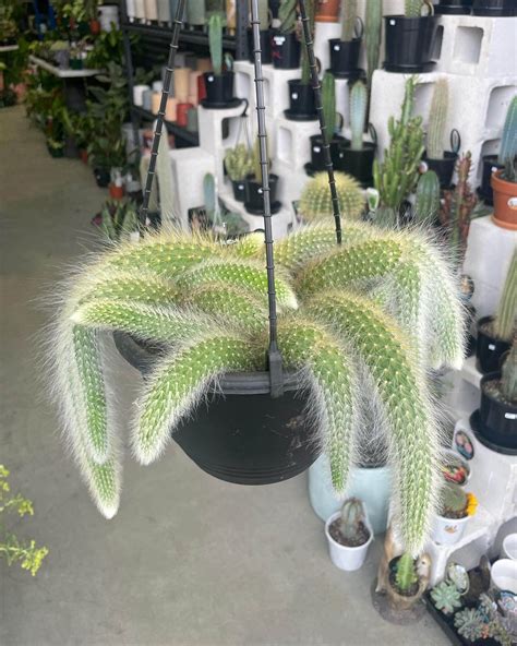 Monkey Tail Cactus - Gippsland Indoor Plants