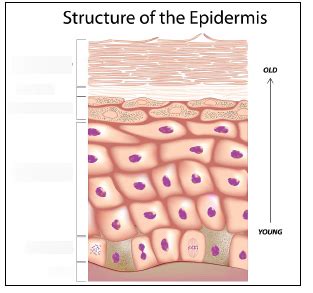 Structure of the Epidermis Diagram | Quizlet