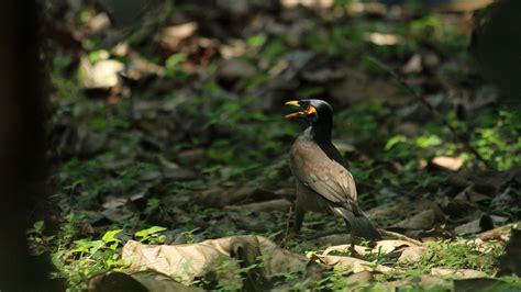 Naturaleza Pájaro Fauna Silvestre Foto gratis en Pixabay