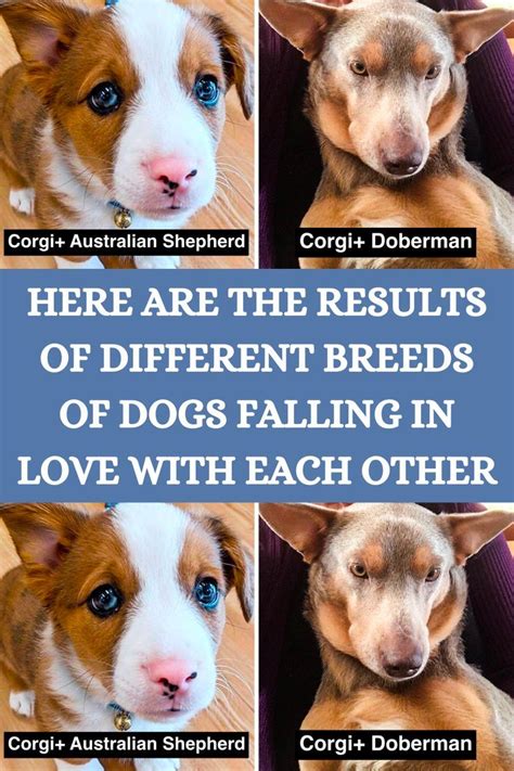 Here Are The Results Of Different Breeds Of Dogs Falling In Love With