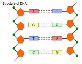 3d Dna Model Labeled