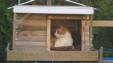 Construire Un Abri Pour Chat Hiver